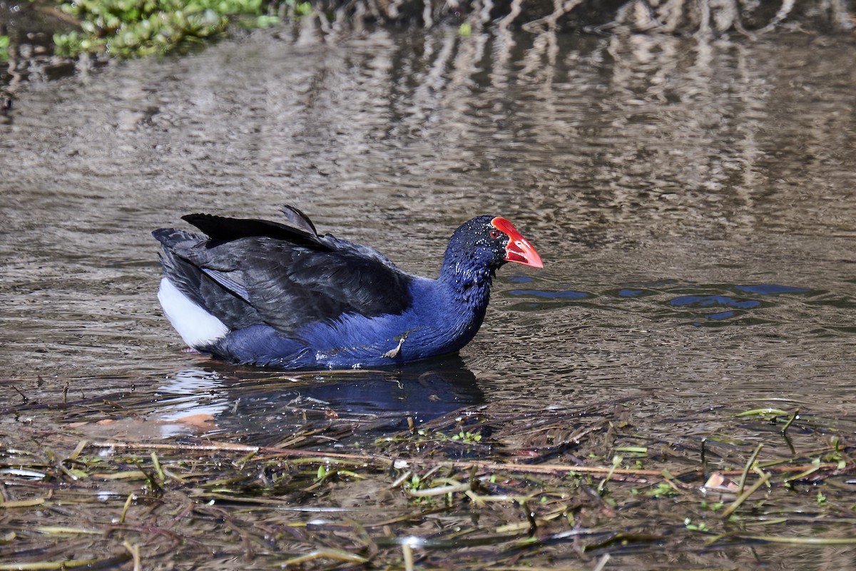 Australasian Swamphen - ML641099369