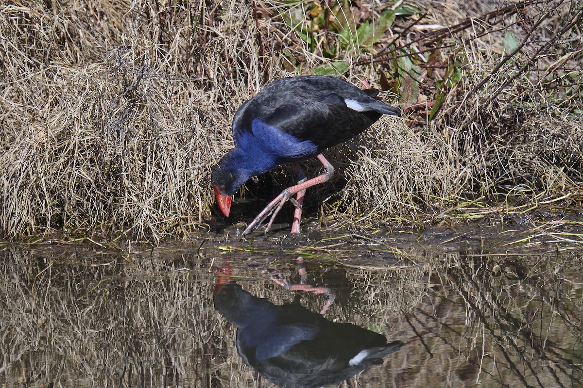 Australasian Swamphen - ML641099371