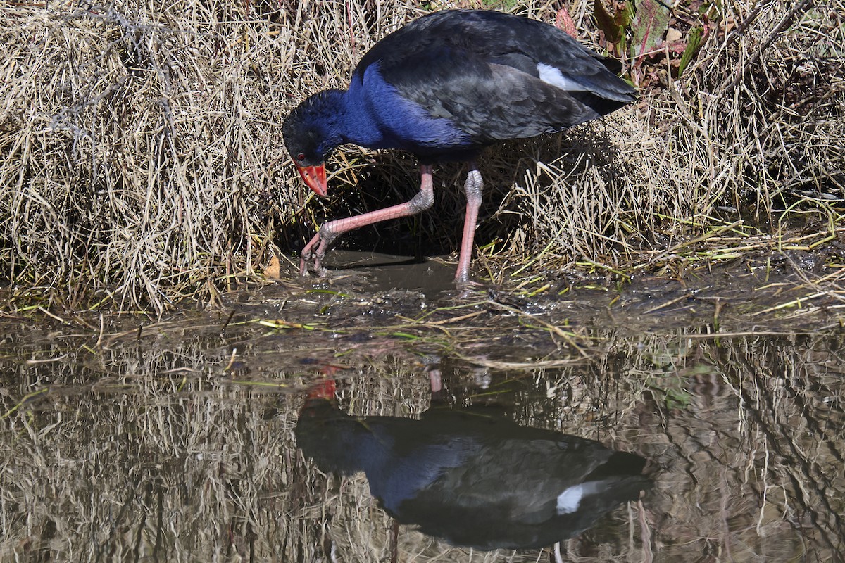 Australasian Swamphen - ML641099372
