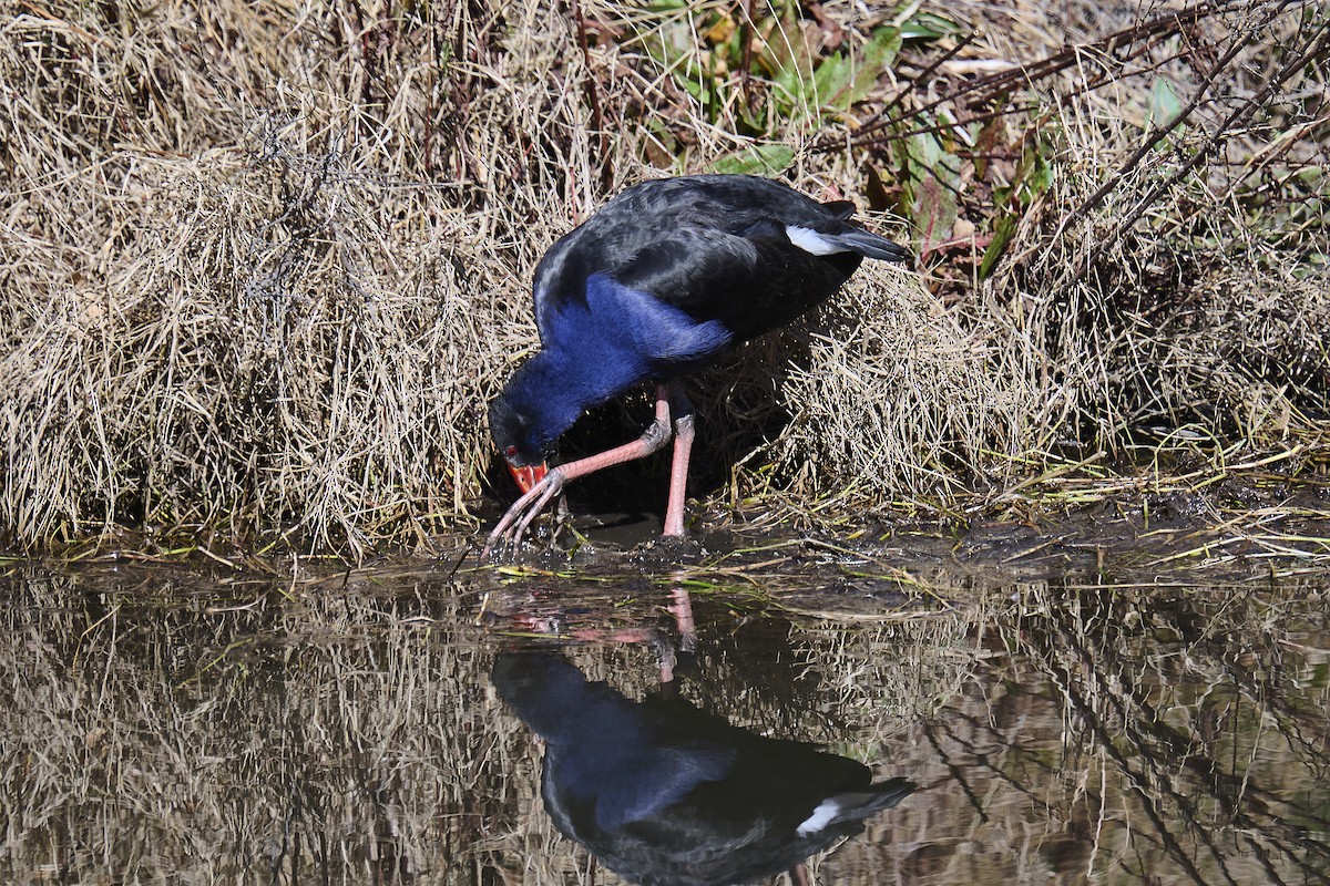 Australasian Swamphen - ML641099373