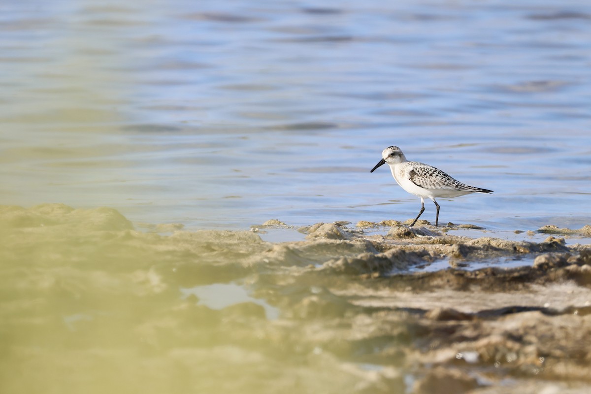 Sanderling - ML641099379