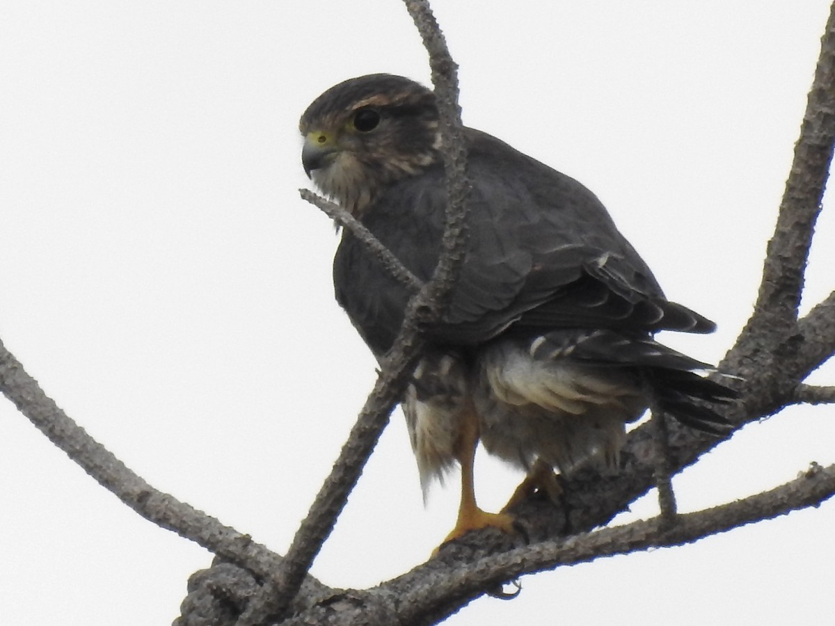 Merlin - ML641099386