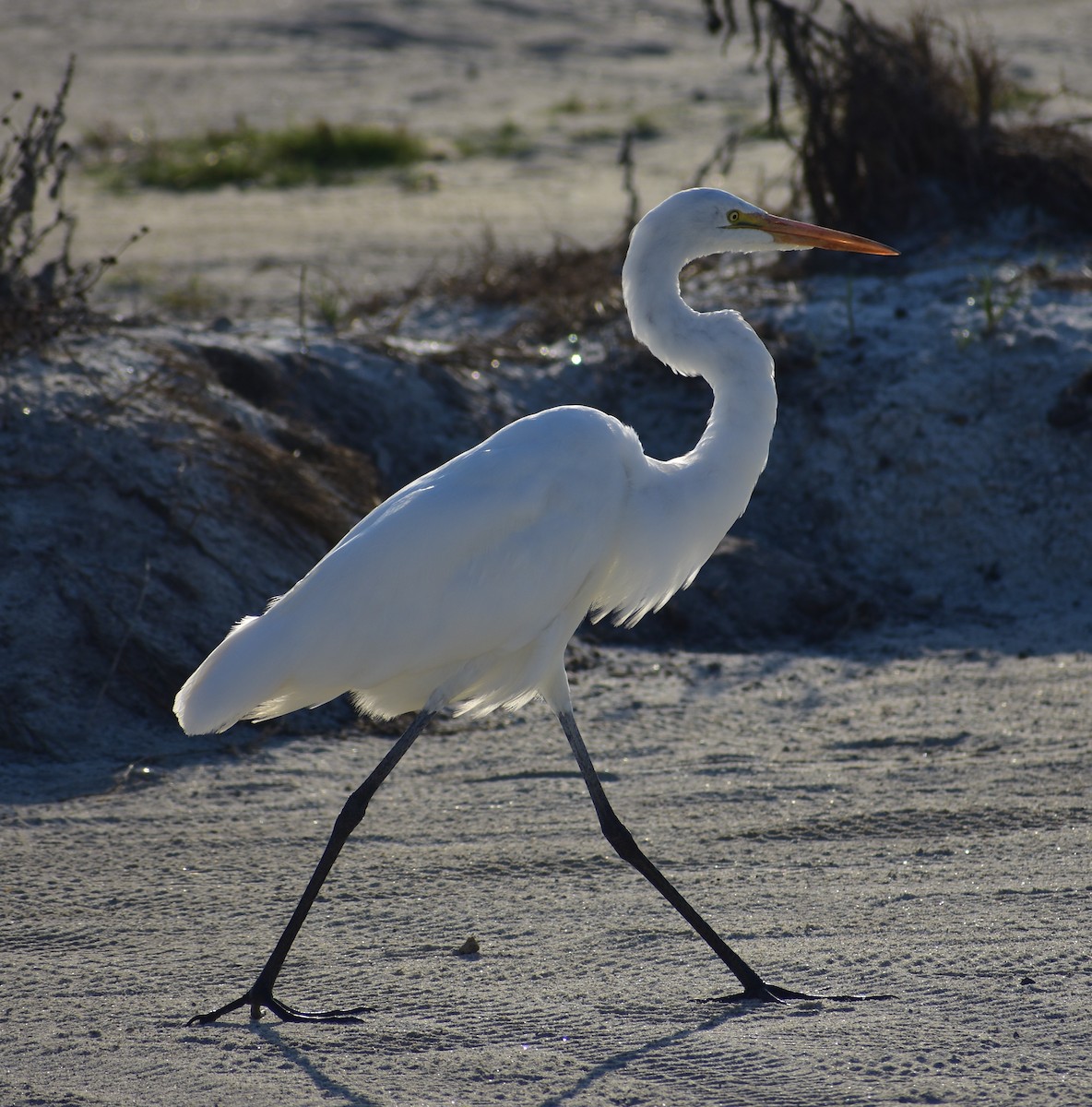 Great Egret - ML641099389