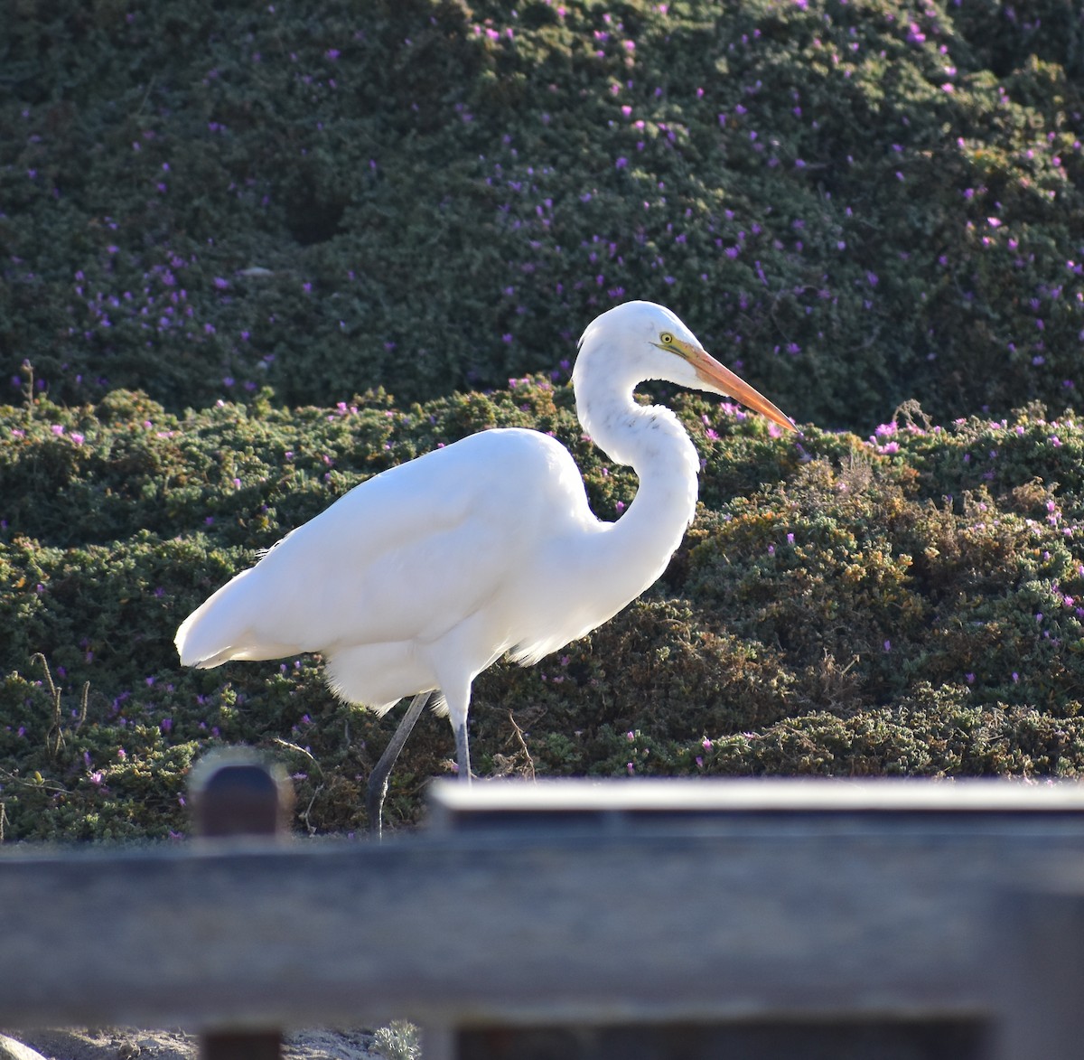Great Egret - ML641099394