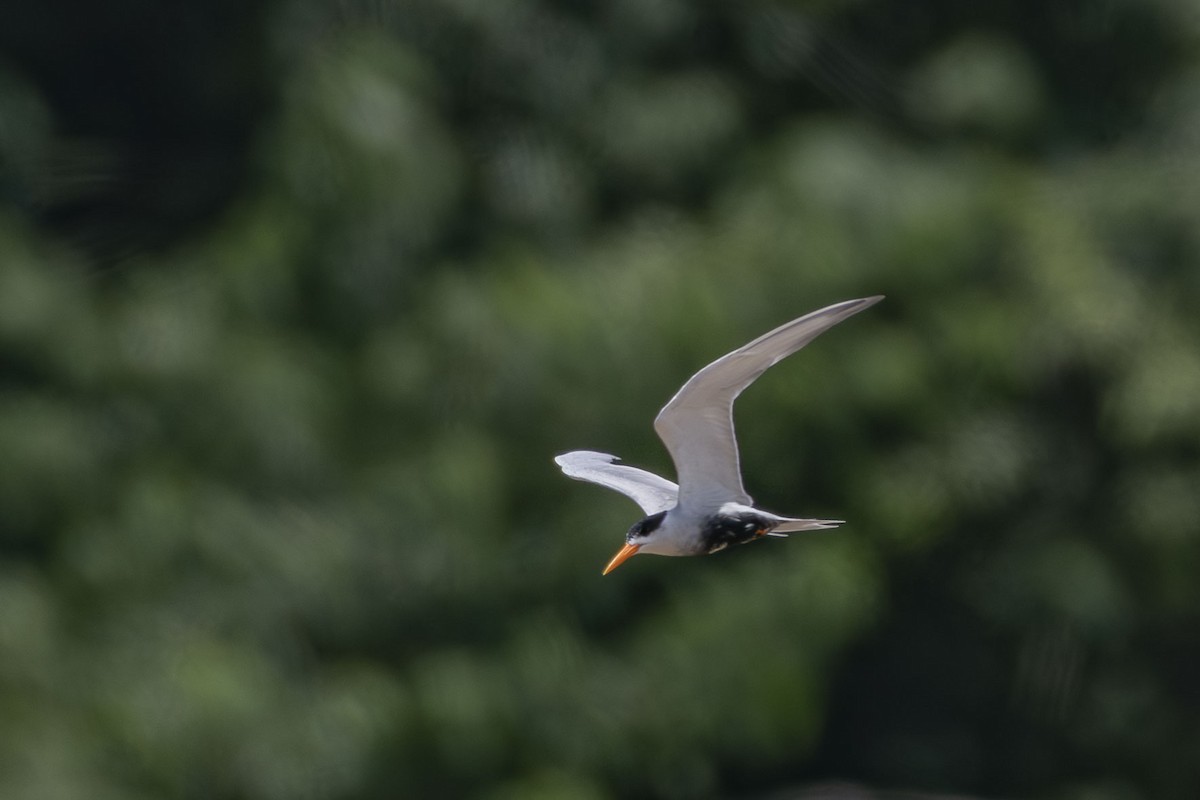 Black-bellied Tern - ML641099420