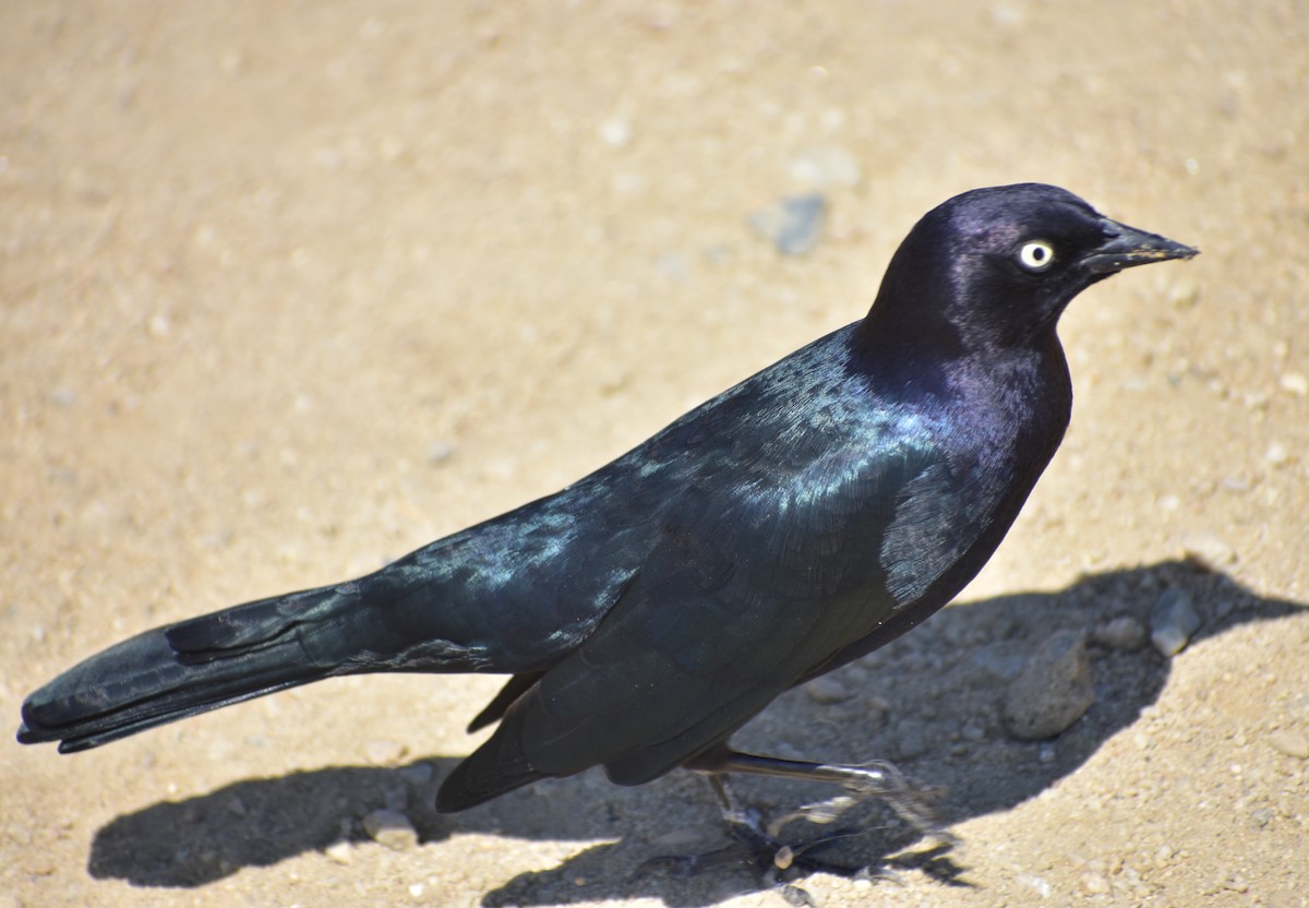 purpurhodetrupial - ML641099421