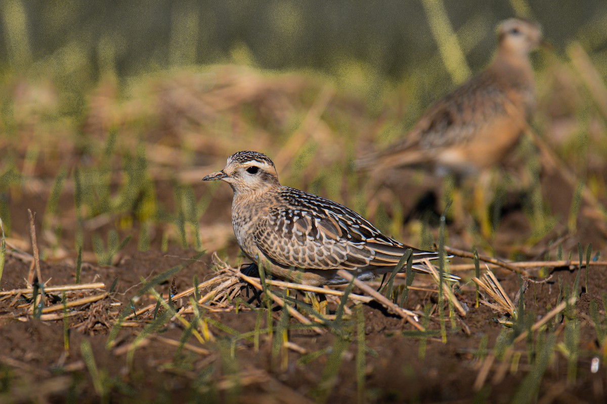 Eurasian Dotterel - ML641099428