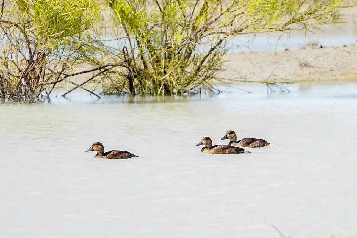 Murgilari australiarra - ML641099434