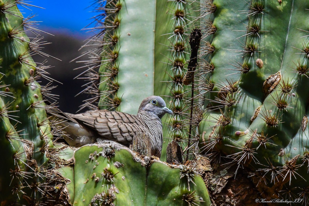 Zebra Dove - ML641099458
