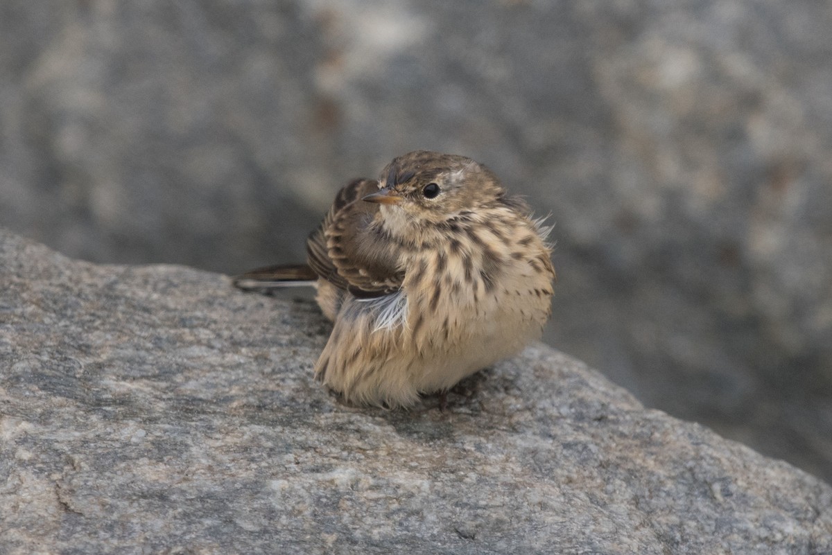 American Pipit - ML641099459
