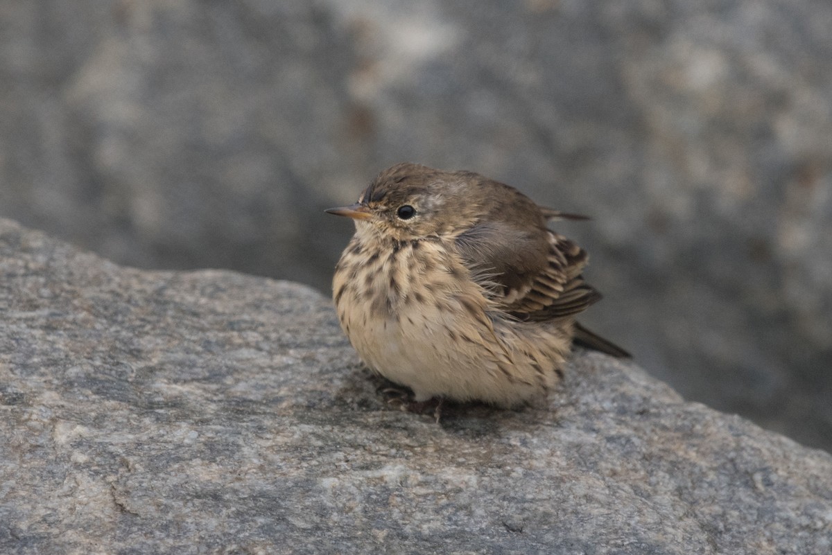 American Pipit - ML641099460