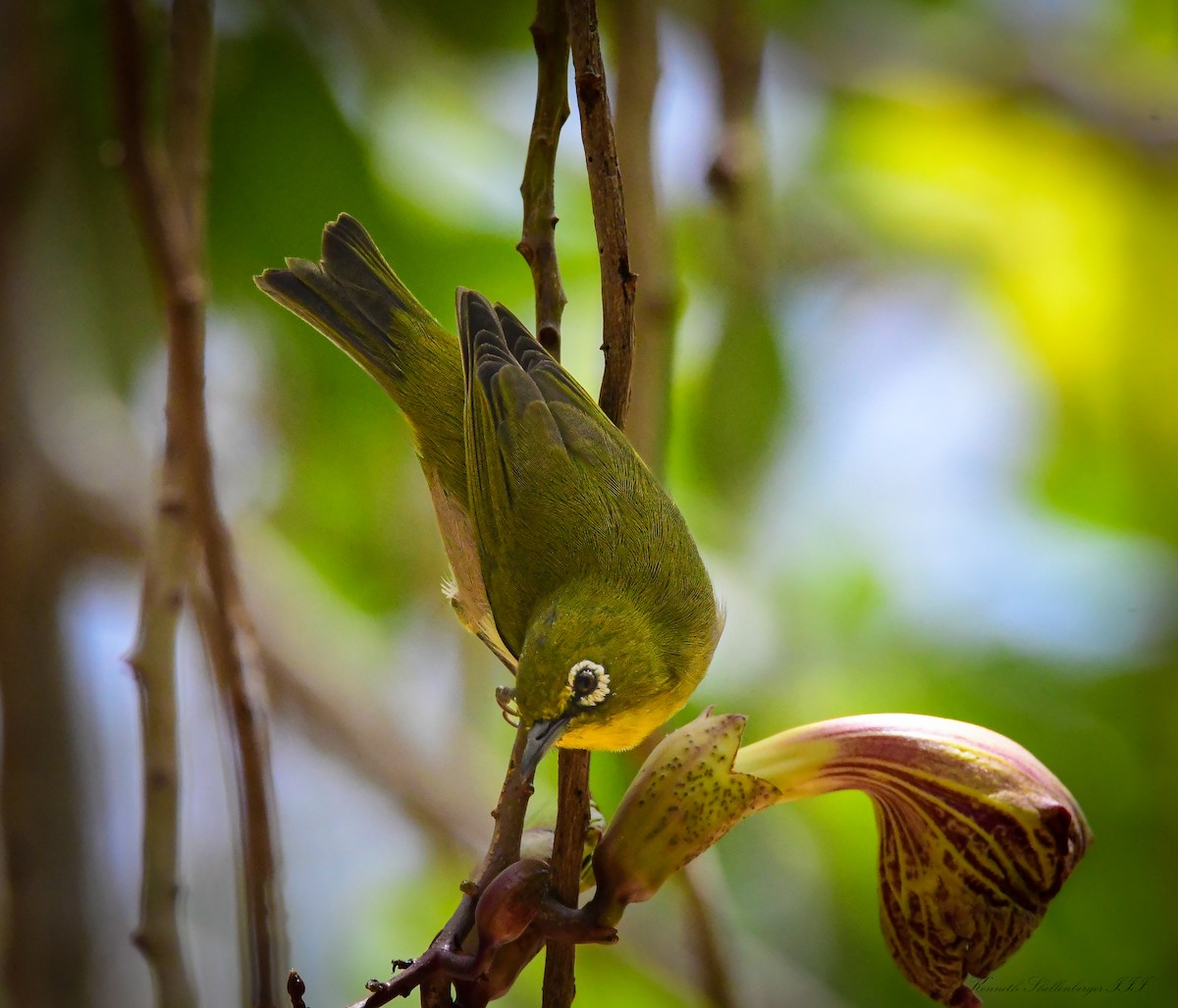 Warbling White-eye - ML641099462
