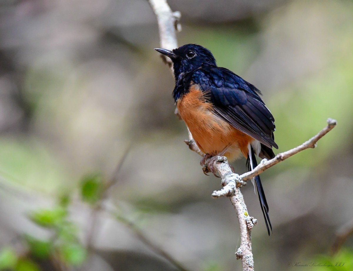 White-rumped Shama - ML641099463