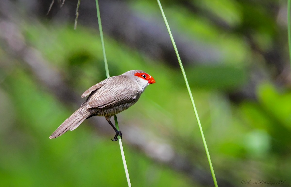 Common Waxbill - ML641099464