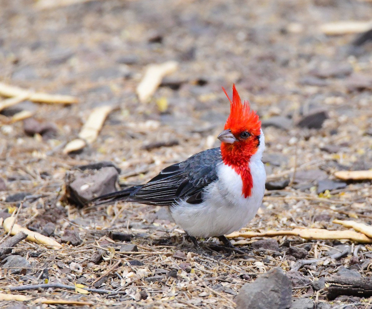 Red-crested Cardinal - ML641099465