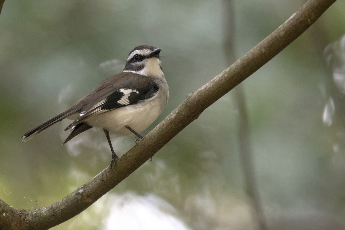 White-browed Robin - ML641099482
