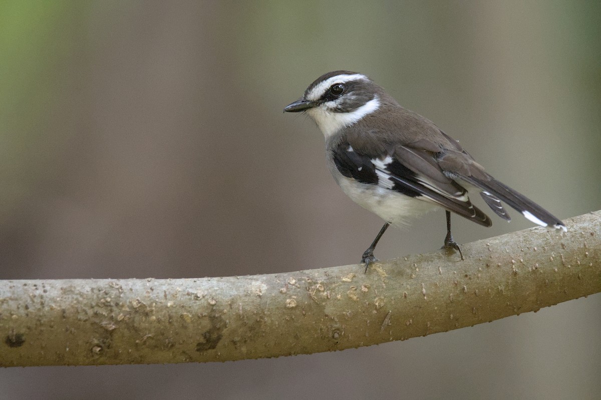 White-browed Robin - ML641099483