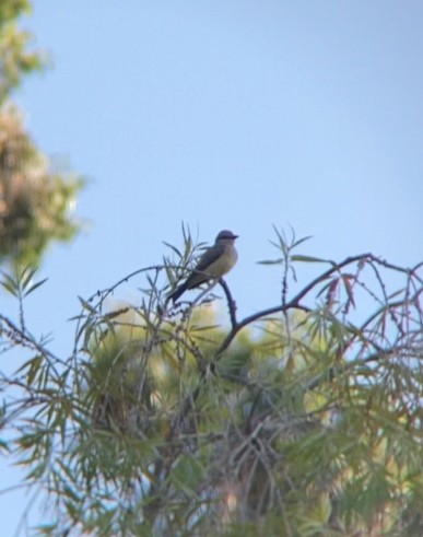 yellow-bellied kingbird sp. - ML641099490
