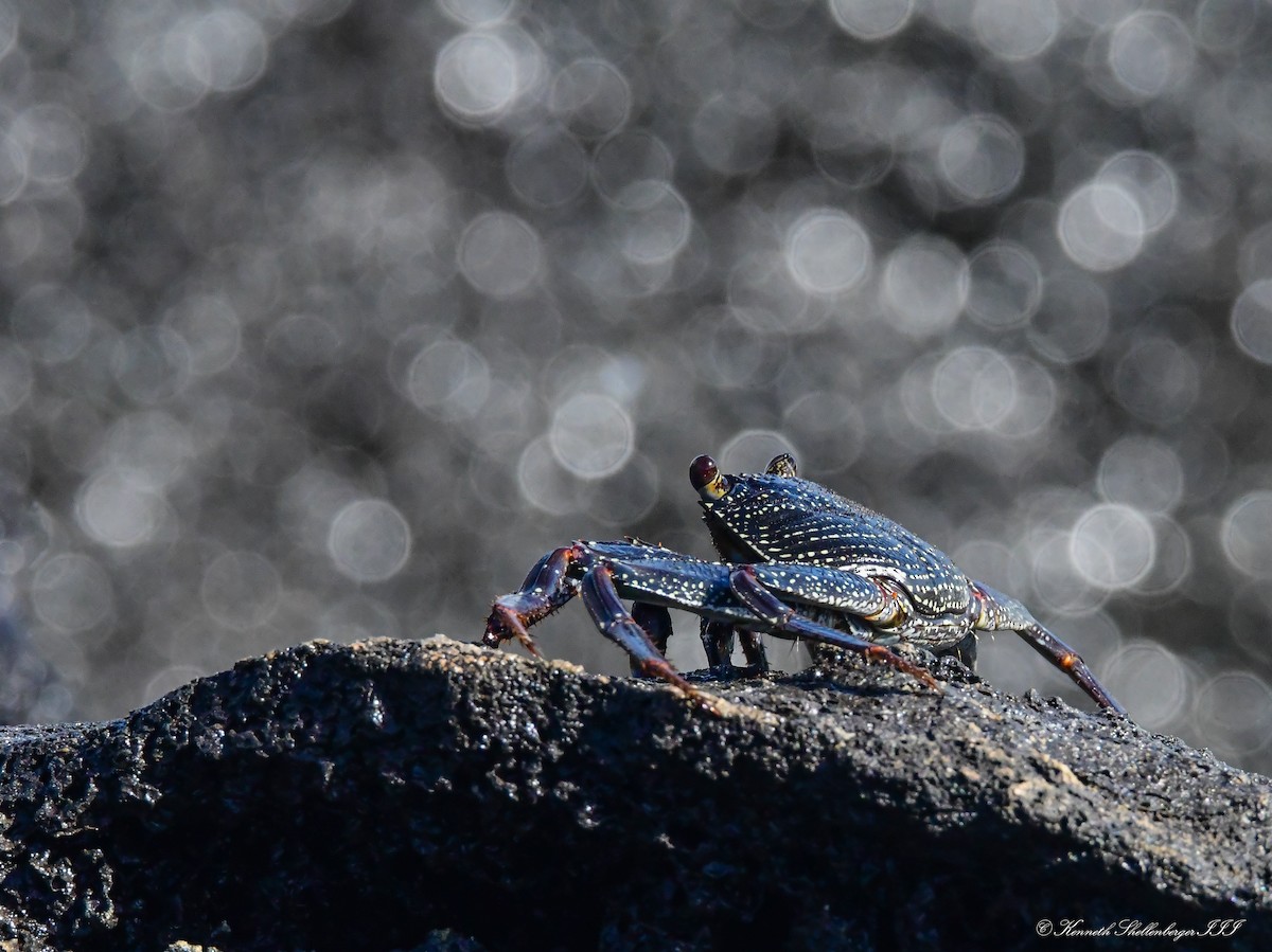 Thin-shelled Rock Crab - ML641099496