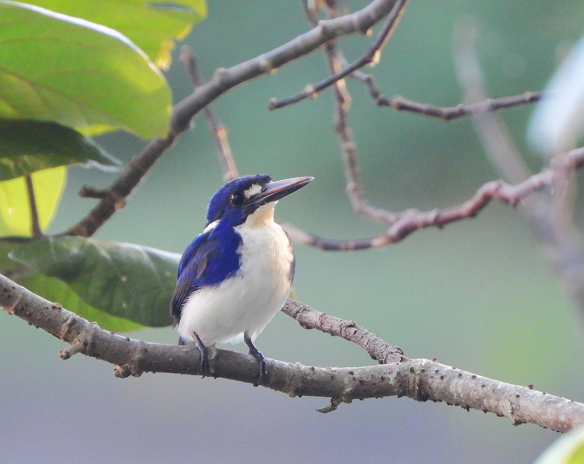 Little Kingfisher - ML641099514