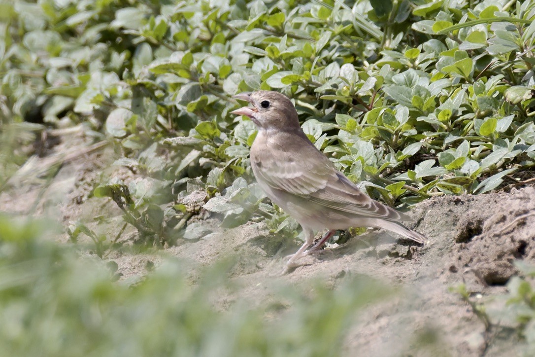 Pale Rockfinch - ML641099564