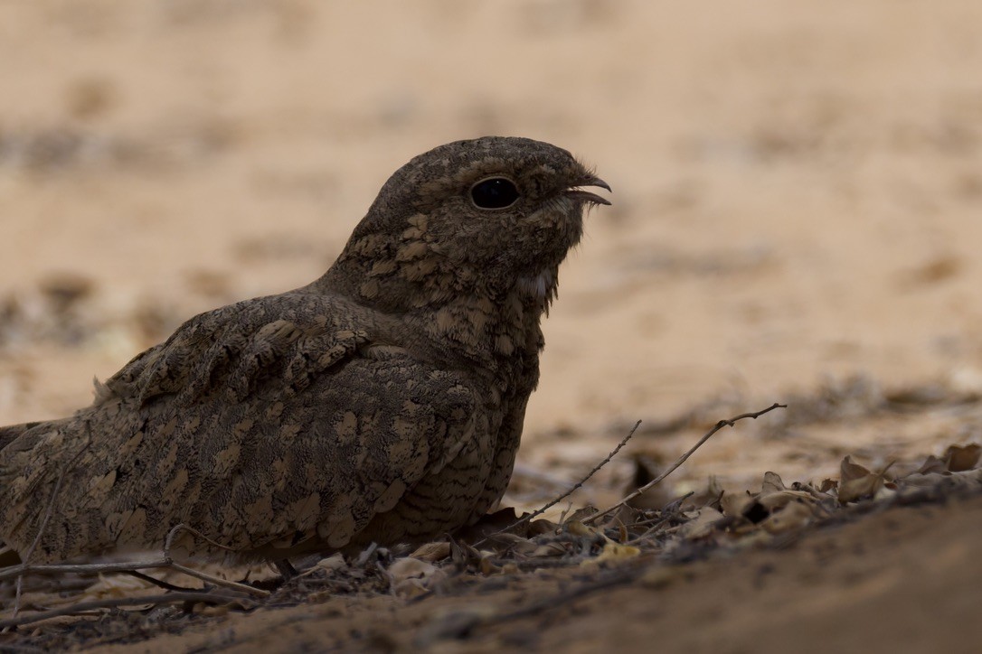 Egyptian Nightjar - ML641099579