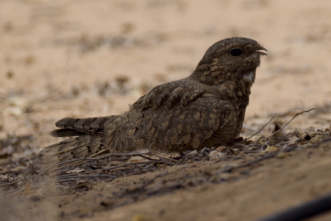 Egyptian Nightjar - ML641099580