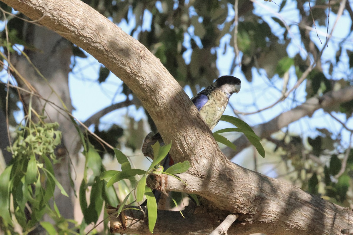 Northern Rosella - ML641099608