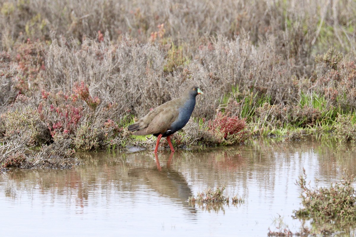Black-tailed Nativehen - ML641099620