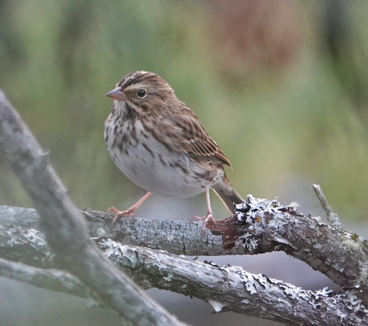 Savannah Sparrow - ML641099621
