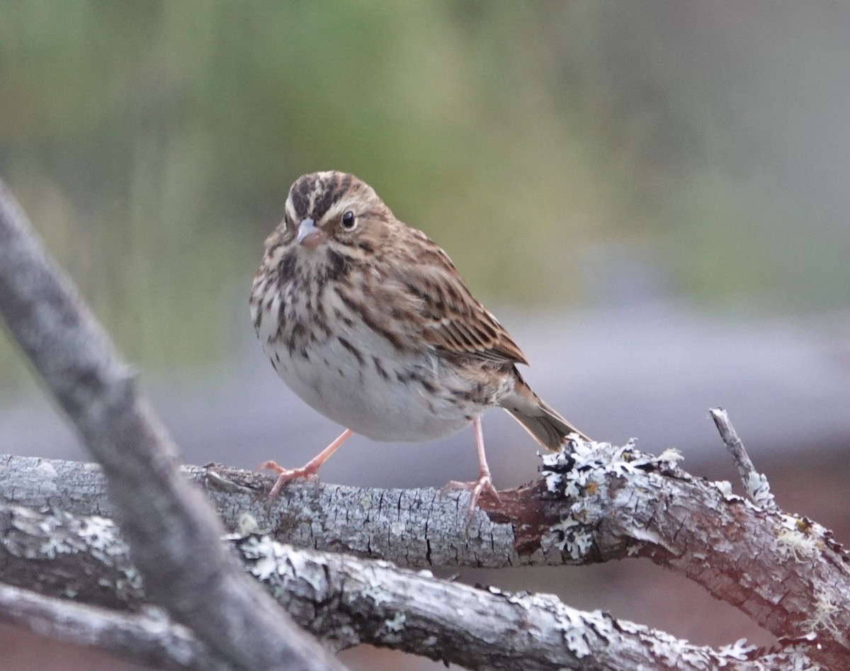 Savannah Sparrow - ML641099622