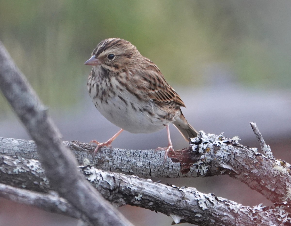 Savannah Sparrow - ML641099623