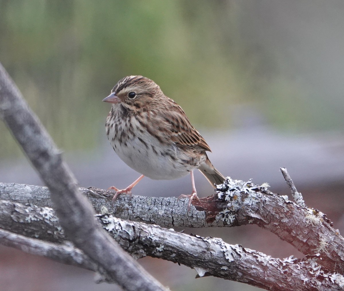 Savannah Sparrow - ML641099625
