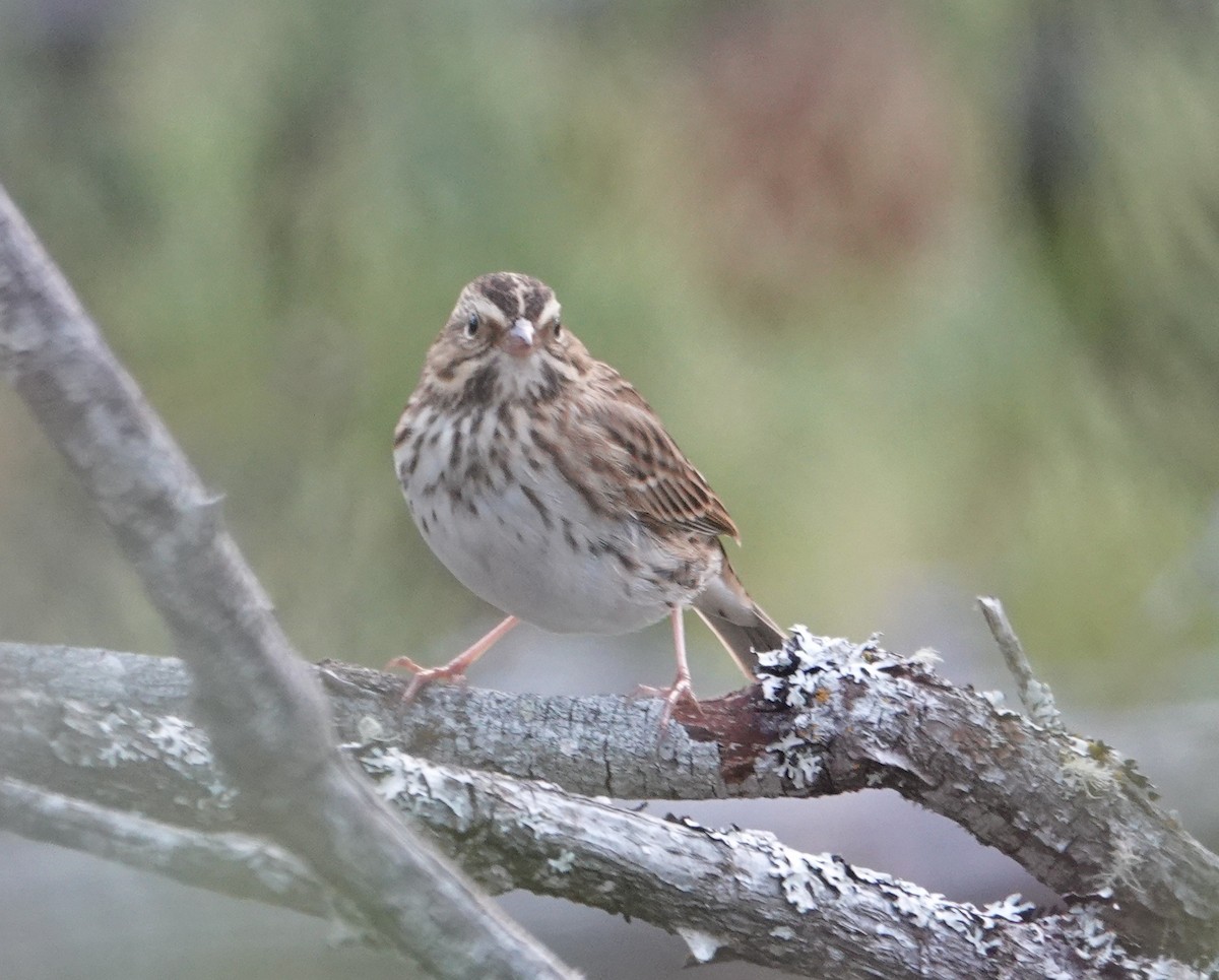 Savannah Sparrow - ML641099626