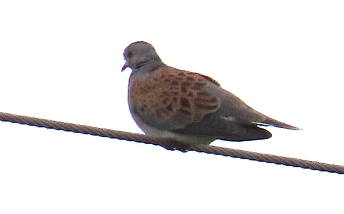 Өрнийн хүүрзгэнэ - ML641099647