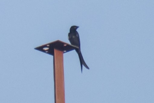 Black Drongo - ML641099653