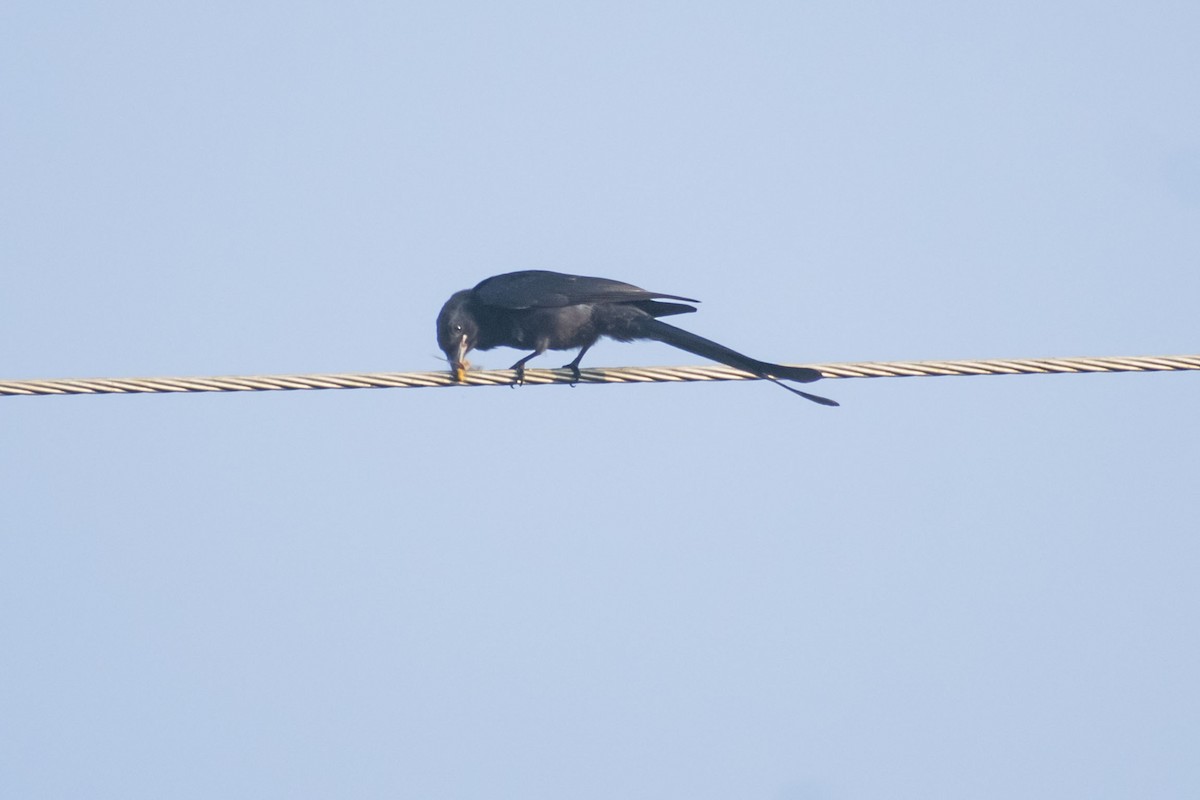 Black Drongo - ML641099654