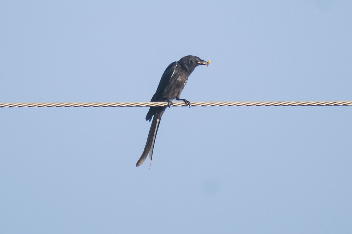 Black Drongo - ML641099655