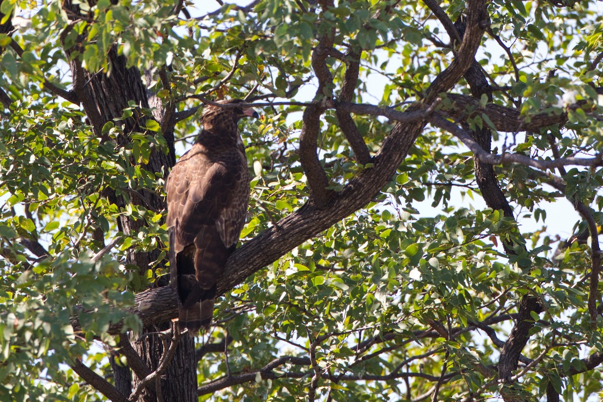 African Harrier-Hawk - ML641099662