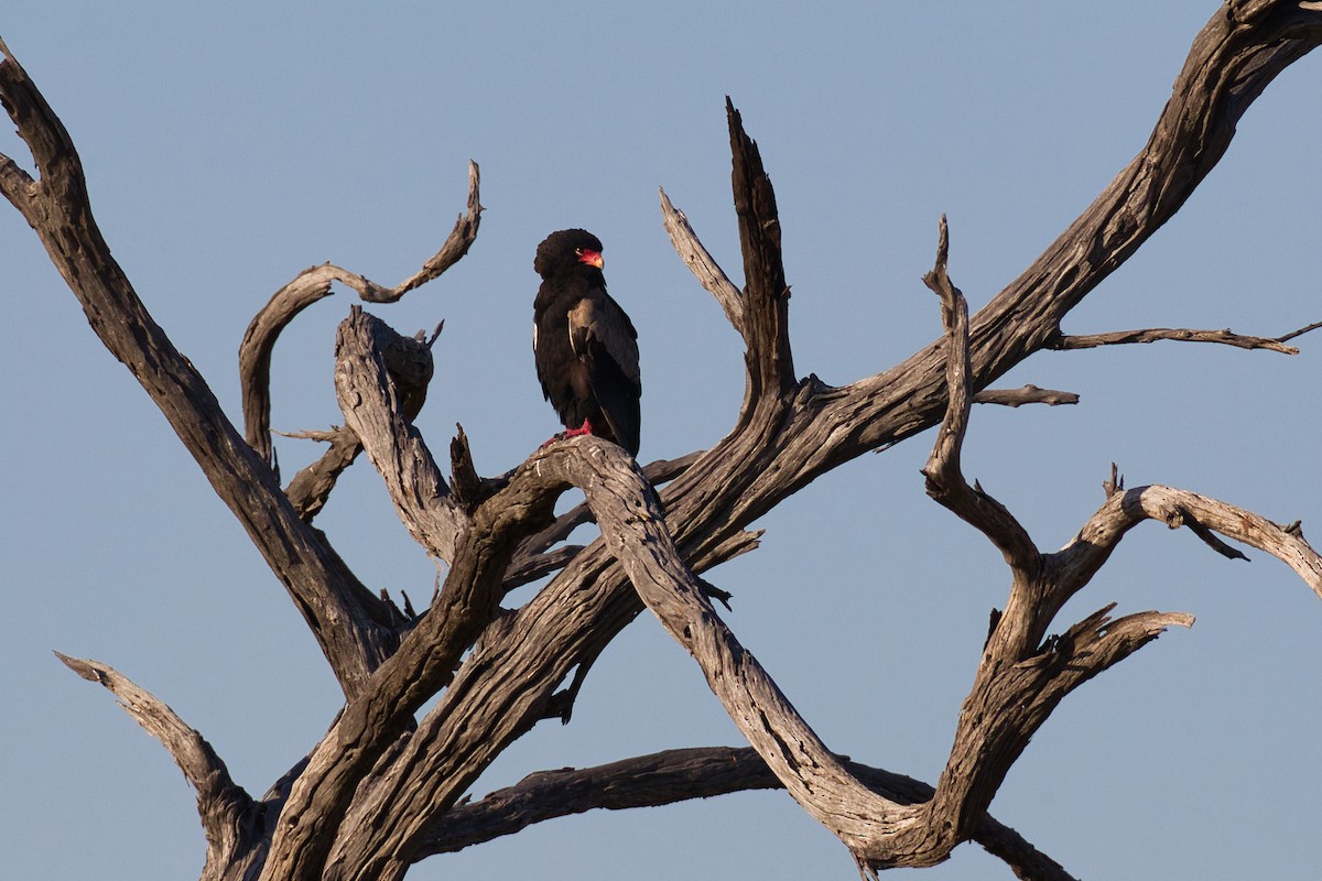 Bateleur - ML641099663