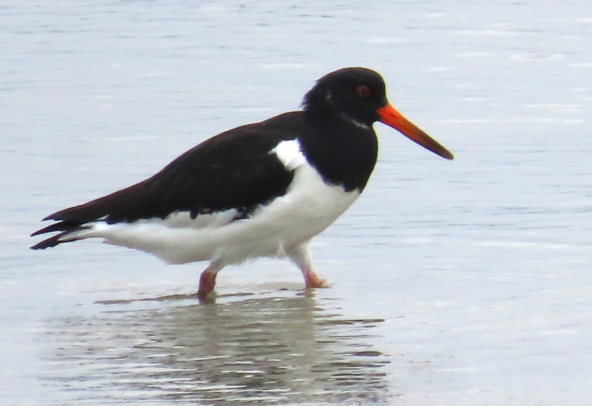 Алаг хясаач - ML641099665