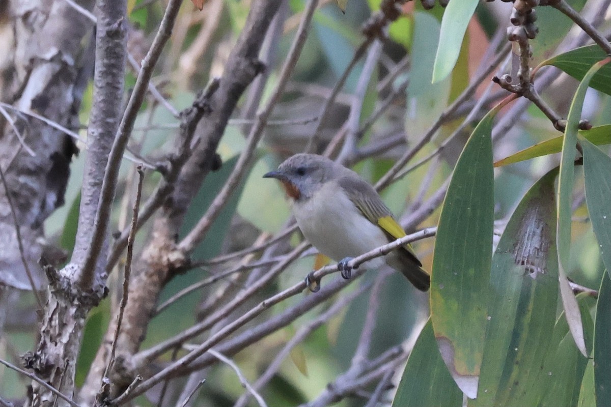 Rufous-throated Honeyeater - ML641099667