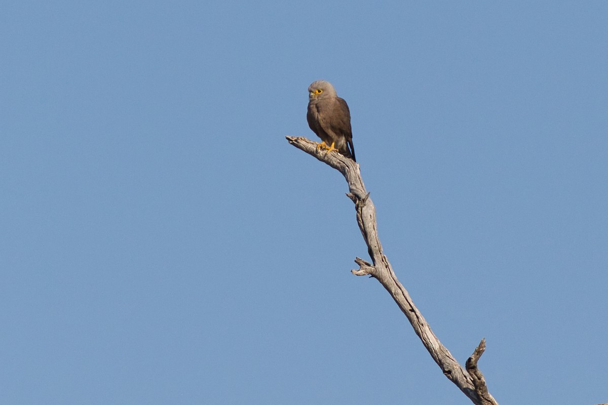 Dickinson's Kestrel - ML641099669