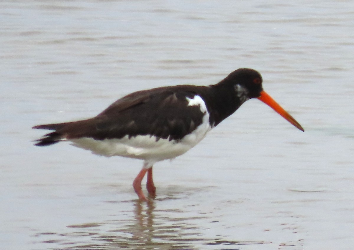 Алаг хясаач - ML641099670