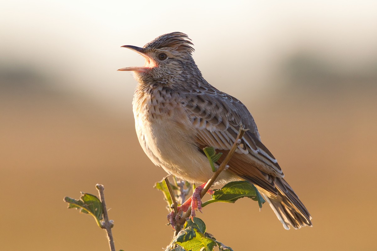 Rufous-naped Lark - ML641099676