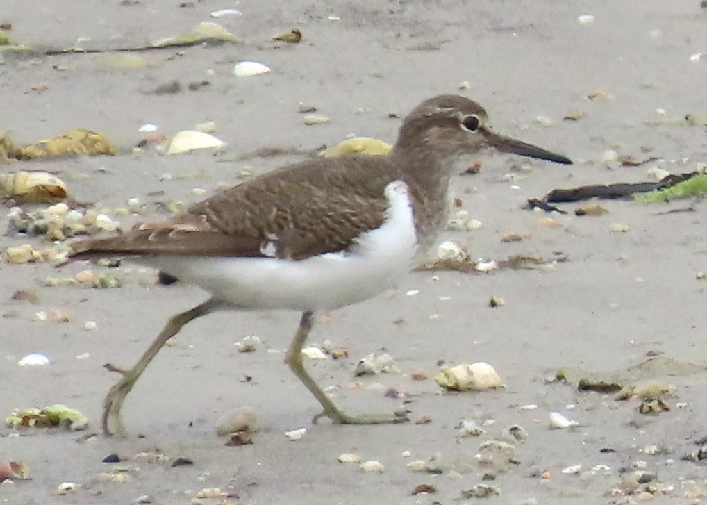 Хайргын хөгчүү - ML641099680