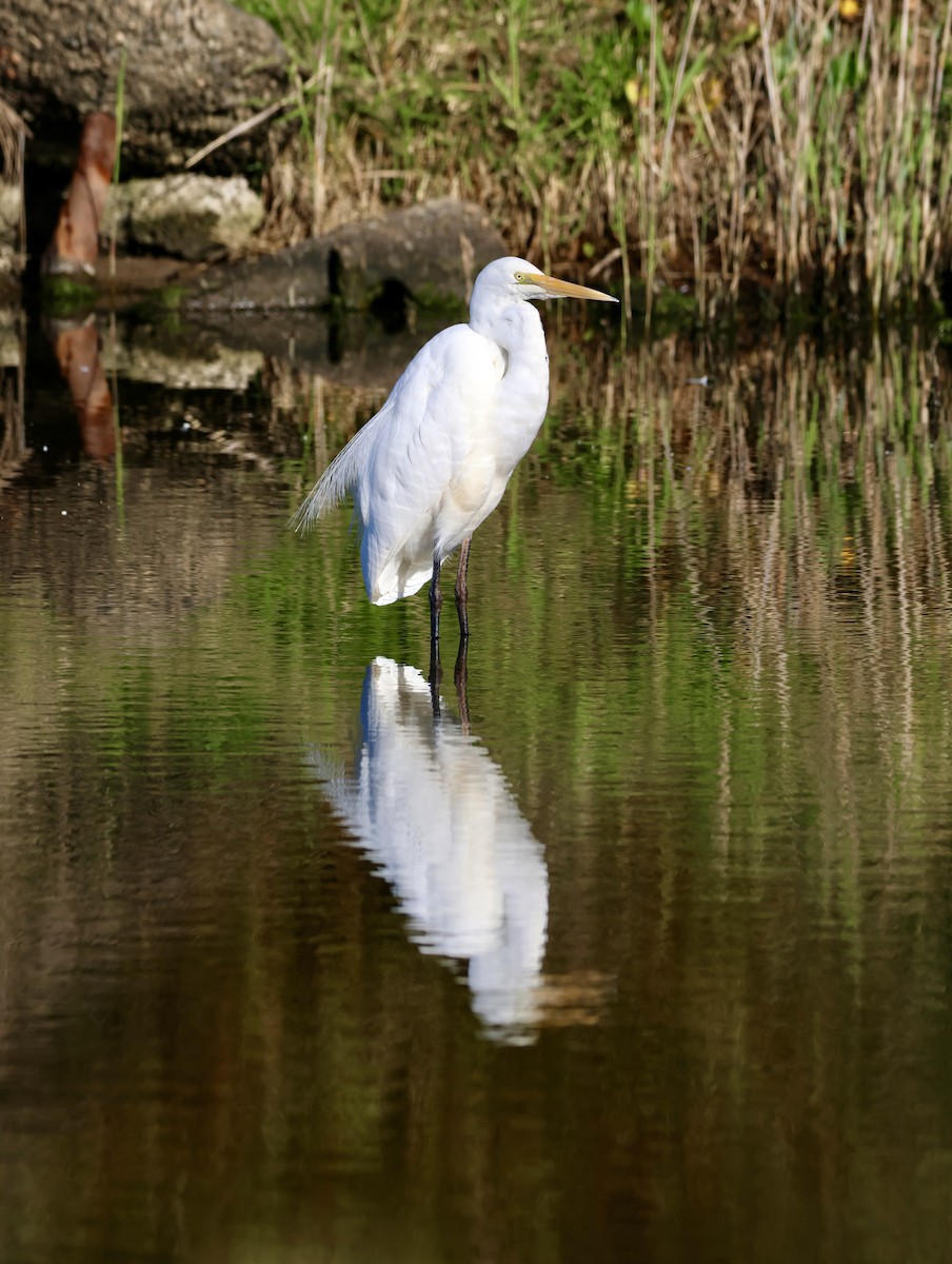 Great Egret - ML641099682