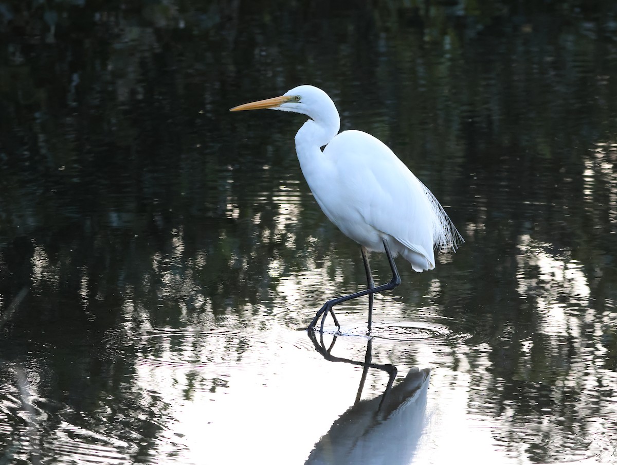 Great Egret - ML641099683