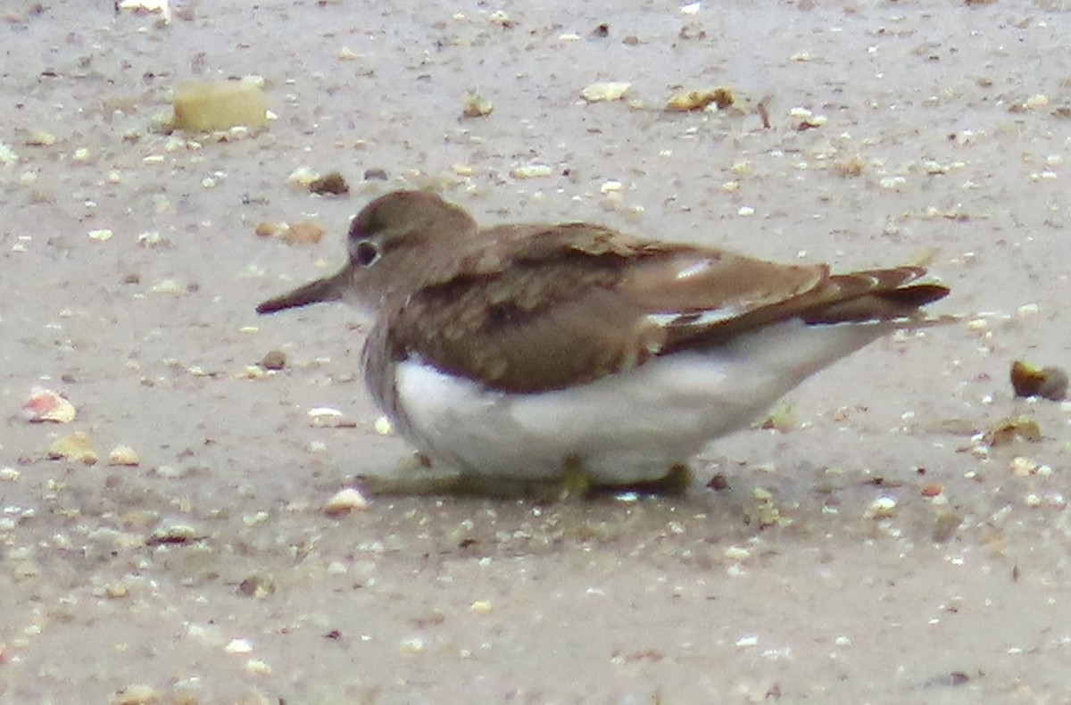 Хайргын хөгчүү - ML641099684