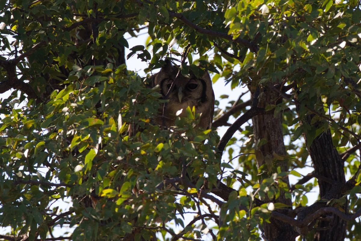 Verreaux's Eagle-Owl - ML641099685